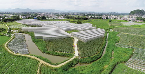 肇慶市人民政府門戶網站 懷集夯實大灣區 菜籃子 產業基礎 現代農業產業鏈建設漸入佳境